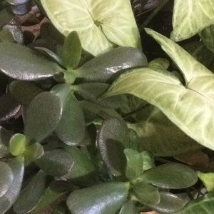 Meet your Posher, Iness